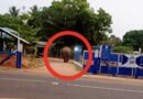 மல்லாவி பொலிஸ் நிலையத்துக்குள் புகுந்த காட்டு யானை!!