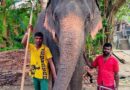 இலங்கையில் பாசத்துடன் வளர்த்த யானை இருவரின் உயிரைப் பறித்த சோகம்