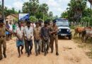யாழில் மாட்டுக்கள்ளர்கள் 7 பேர் பிடிபட்டது எப்படி?