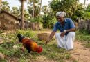 தான் வளர்த்த கோழிச் சேவலை உரித்து கறி சமைத்த அப்பாவை அடித்து கொன்ற மகன்! தமிழர் பகுதியில் சம்பவம்!
