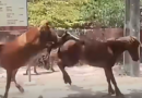 யாழ் நெடுந்தீவில் சினிமா நடிகர் விஜயகாந் ஸ்ரைலில் கால்களால் அடிபடும் குதிரைகள்!! வீடியோ
