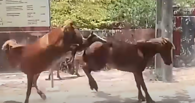 யாழ் நெடுந்தீவில் சினிமா நடிகர் விஜயகாந் ஸ்ரைலில் கால்களால் அடிபடும் குதிரைகள்!! வீடியோ