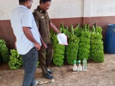 யாழில் கோவில் அன்னதானத்திற்கு வழங்க ஆயத்தமான நச்சு வாழைப்பழங்கள்! அதிரடி நடவடிக்கை எடுத்த உதயபாலா PHI